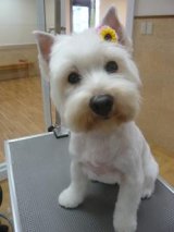写真タイトル